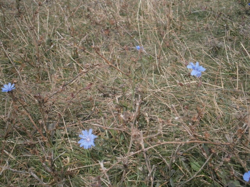 floare albastra ioana spune